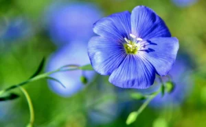 Flachsanbau, Flachblüte. Flachsherstellung, Schnüre. Seile