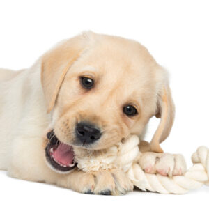 Tierspielzeug - Natürlich & handgemacht